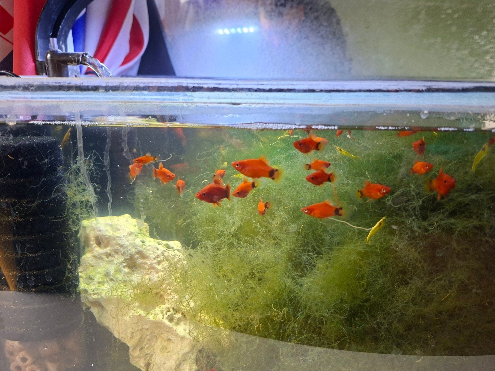 Mooie rode coral platy's., Vis
