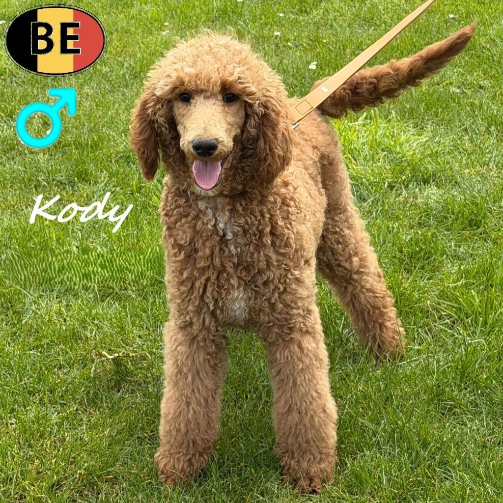 Kody, Koningspoedel reu - te koop (Belgisch), Dieren en Toebehoren, Honden | Chihuahua's en Gezelschapshonden, Poedel, Parvo, België
