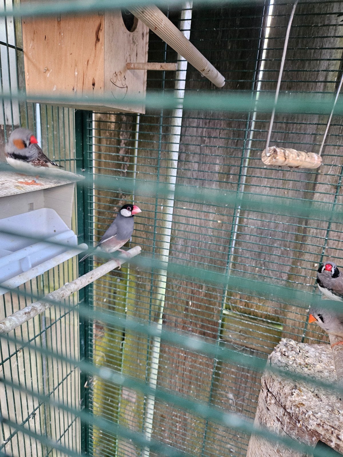 Gezocht rijstvogel pop, Dieren en Toebehoren, Vrouwelijk