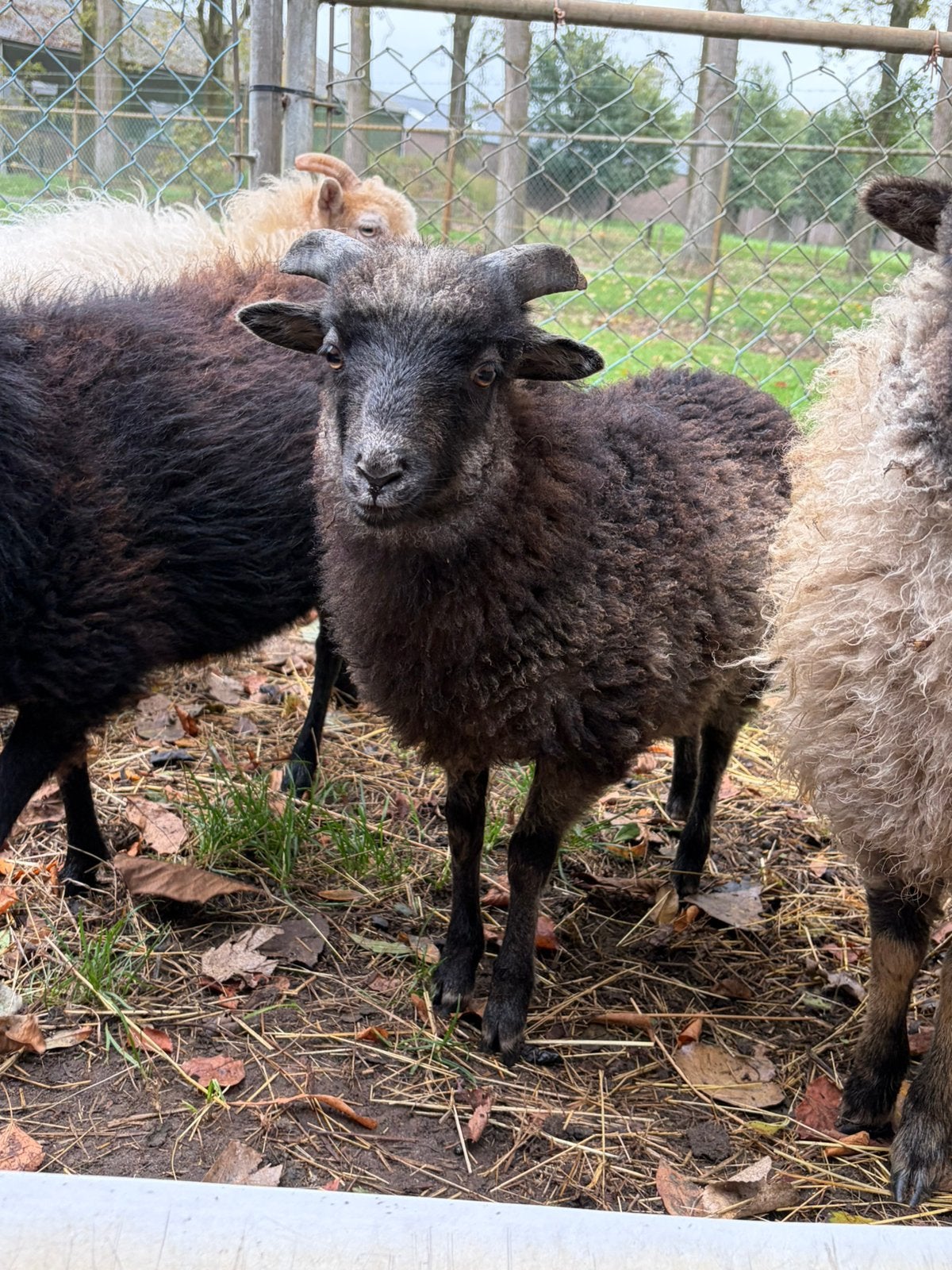 Jonge Ouessant ram, Mannelijk, Schaap, 0 tot 2 jaar