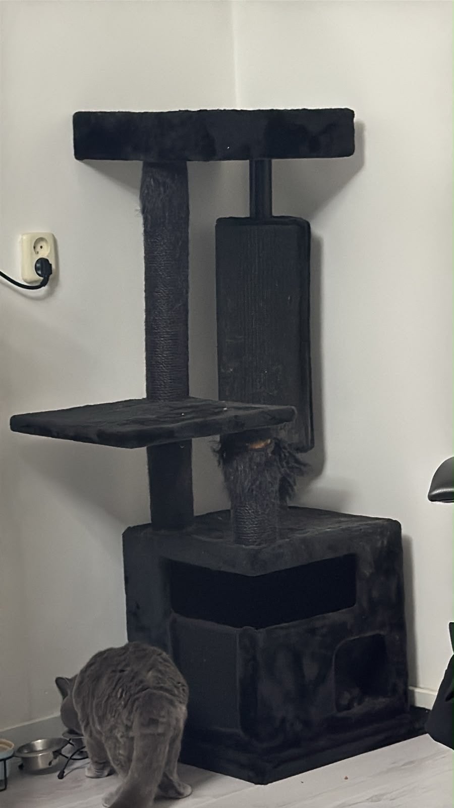 Katten, Dieren en Toebehoren