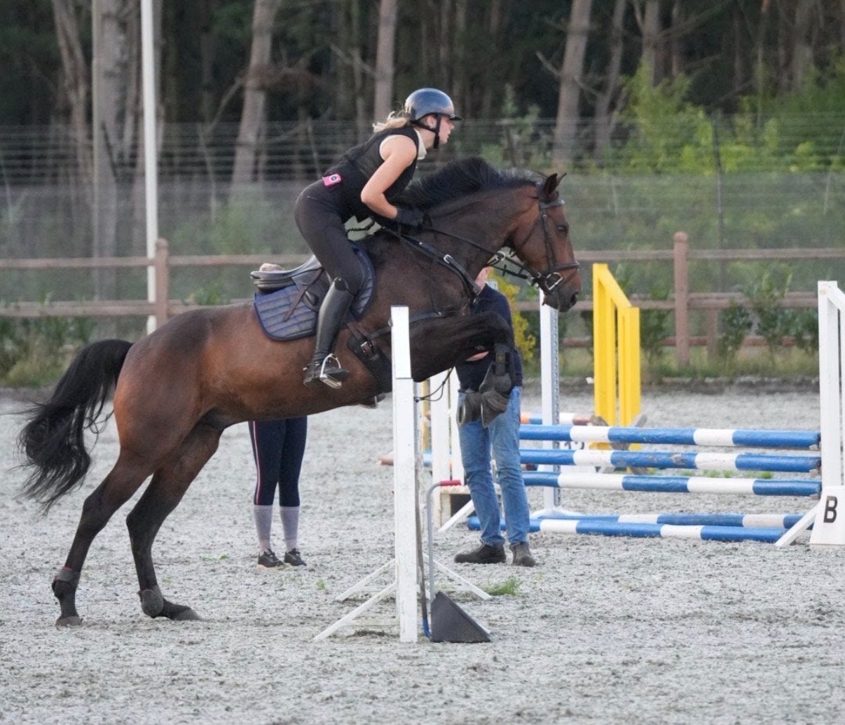 Gezocht jong paard, leermeester of trainingspaard, Ophalen of Verzenden
