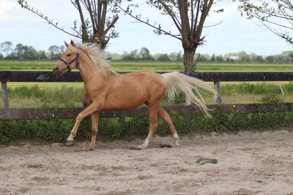Droom pony zoekt zijn prins of prinses !, Dieren en Toebehoren, Pony's, E pony (1.48m - 1.57m), Met stamboom, Niet van toepassing