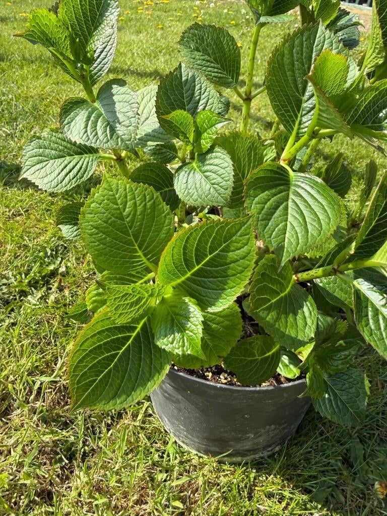 grote hortensia's KOOPJE, Ophalen, Overige soorten, Halfschaduw