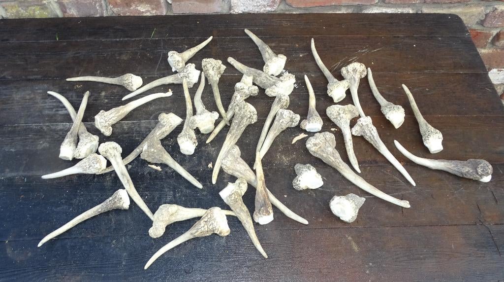 kleine vergroeide misvormde geweien geweitjes van ree, Ophalen