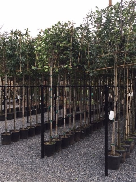 Foto 3 van lei laurier prunus novita 340 cm hoog 14-16 dik