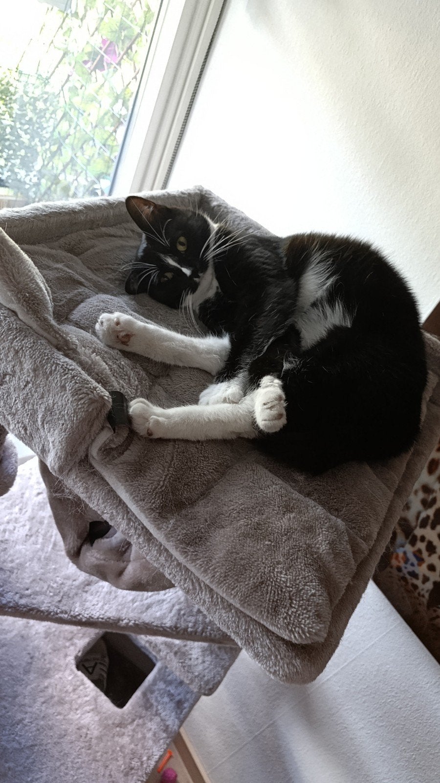 zoeken een forever home., Poes