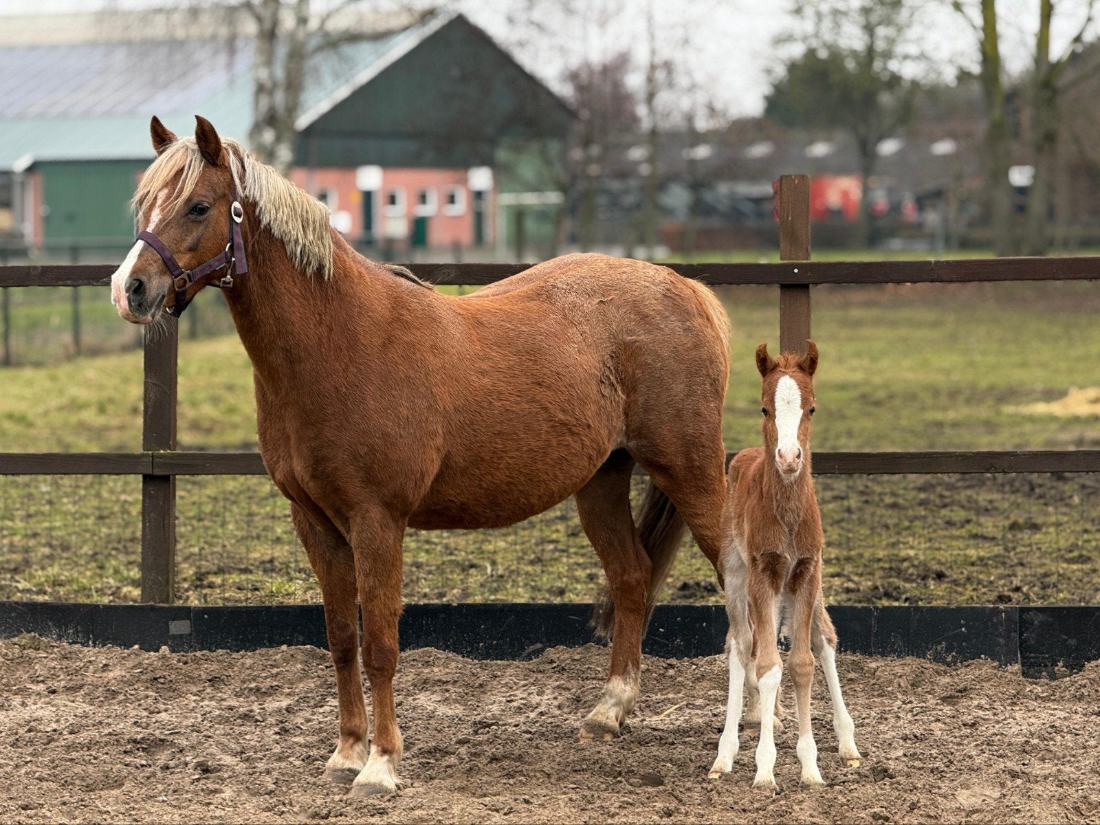Drachtige welsh sectie B merrie, Merrie, L, Minder dan 160 cm, 7 tot 10 jaar