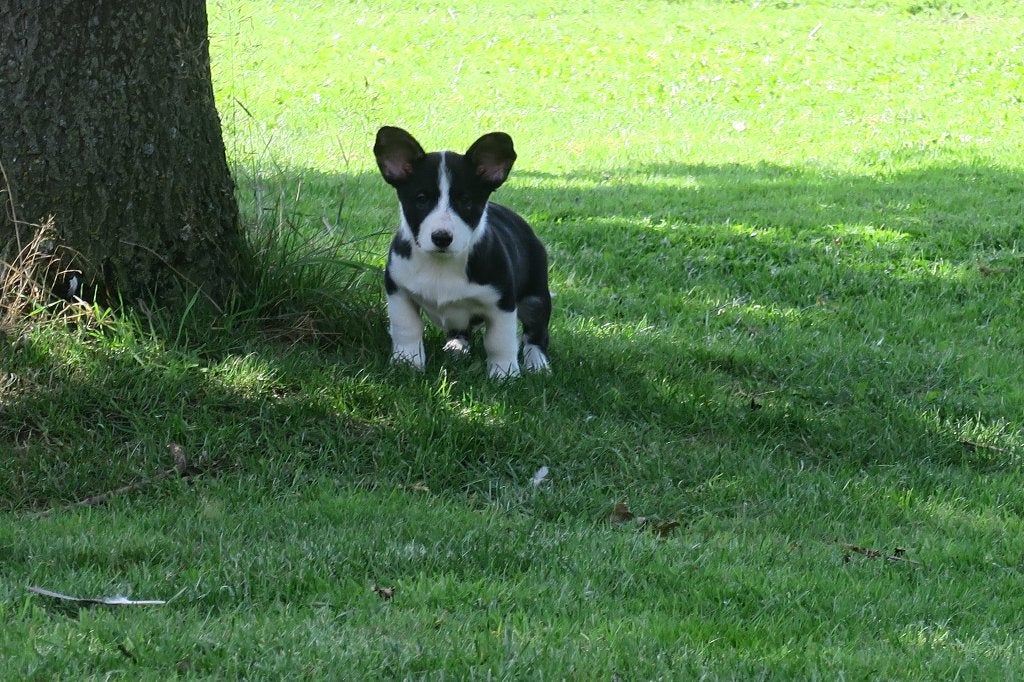 Welsh Corgi puber pup reutje, Dieren en Toebehoren, Parvo, Nederland, Reu, 8 tot 15 weken