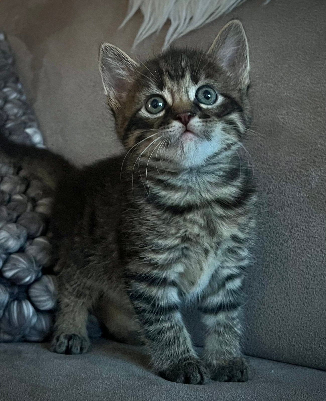 Lieve/mooie kittens, Dieren en Toebehoren, Meerdere dieren, Kortharig, 0 tot 2 jaar