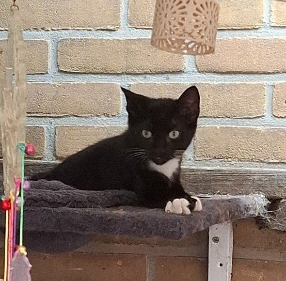 nog 1 Lief en sociale en tamme kitten zoeken een liefdevolle, Meerdere dieren, Kortharig, 0 tot 2 jaar