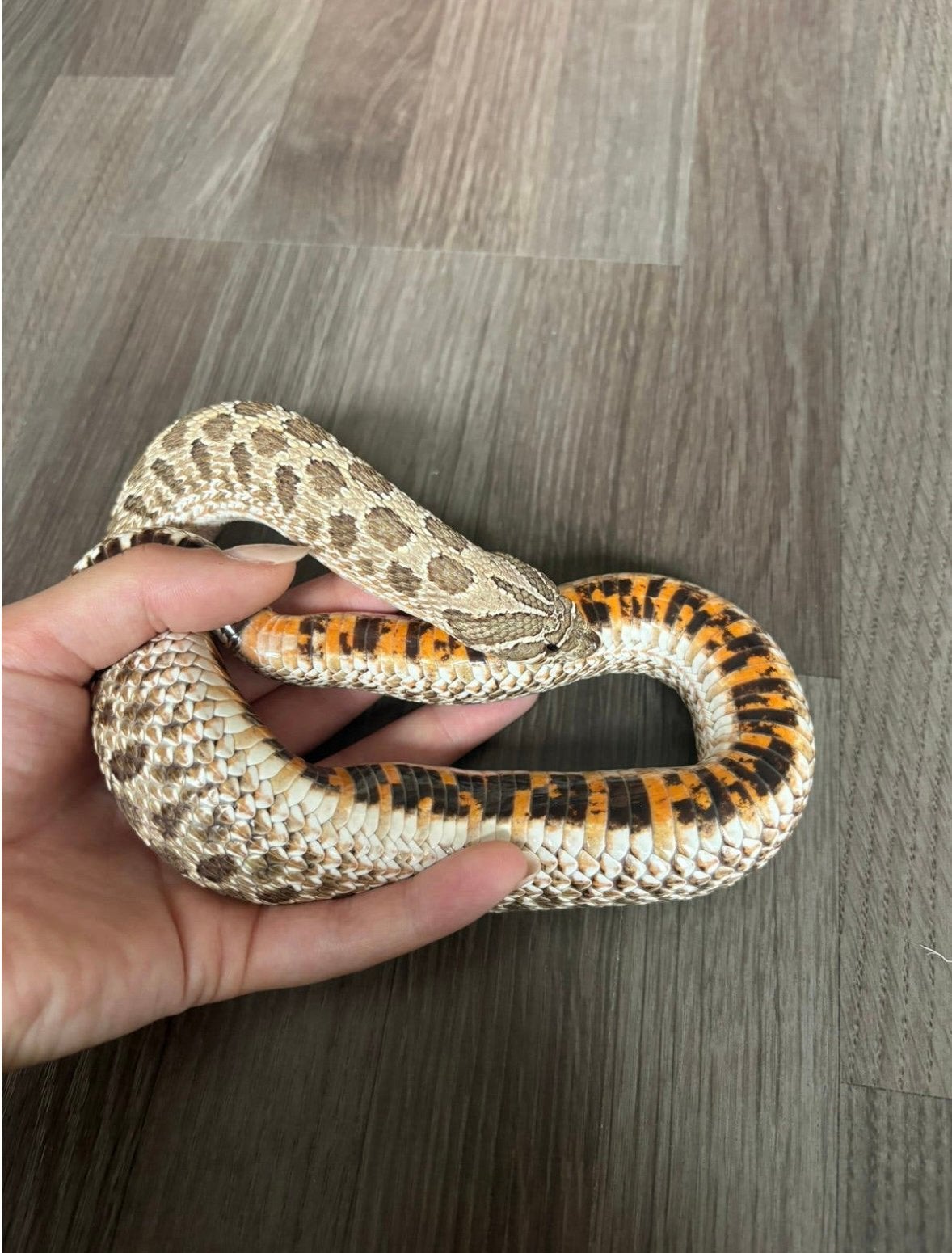 Haakneusslang wildkleur man Hognose Snake - male for sale from melissa