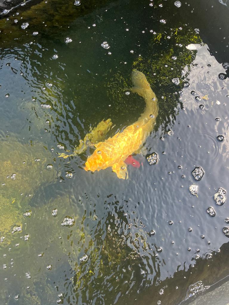 Koi karpers, Karper of Koi