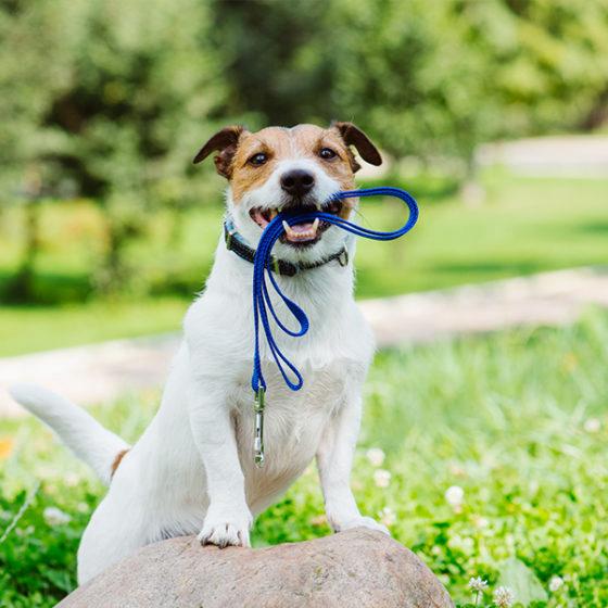Honden uitlaatservice honden oppas uitlaten aangeboden, Ophalen of Verzenden, Zo goed als nieuw