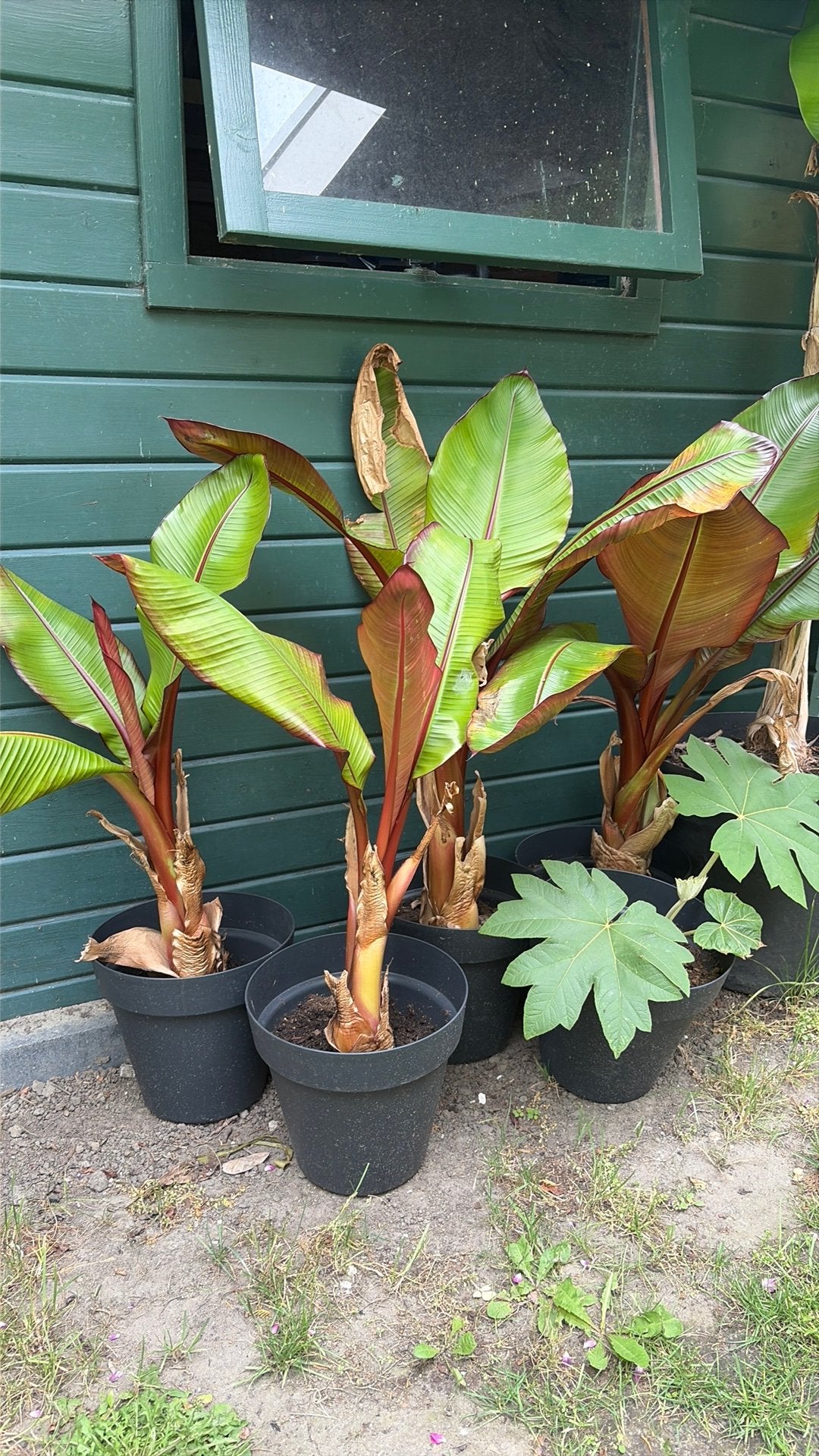 Ensete maurelli, Rode banaan, diverse maten, Tuin en Terras, Planten | Tuinplanten, Volle zon, Vaste plant, Bloeit niet, Ophalen