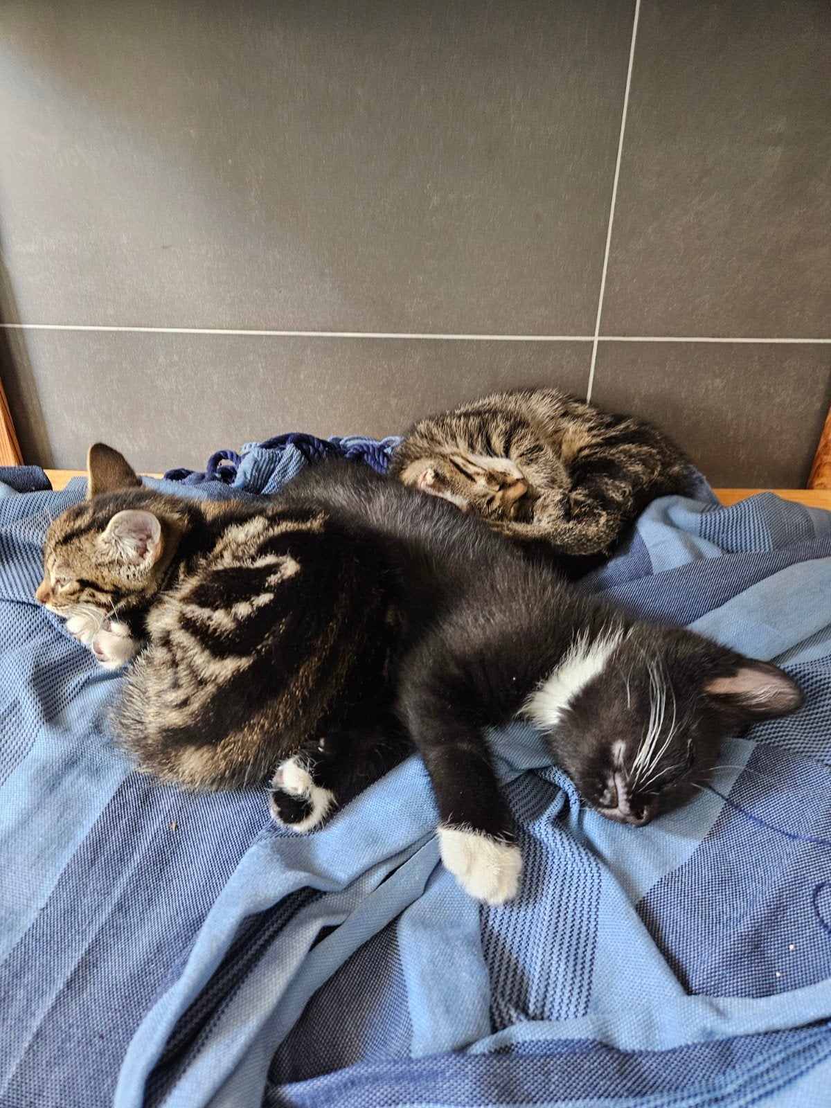 3 lieve kittens te koop - nog 2 beschikbaar, Dieren en Toebehoren, Katten en Kittens | Overige Katten, Meerdere dieren, Kortharig