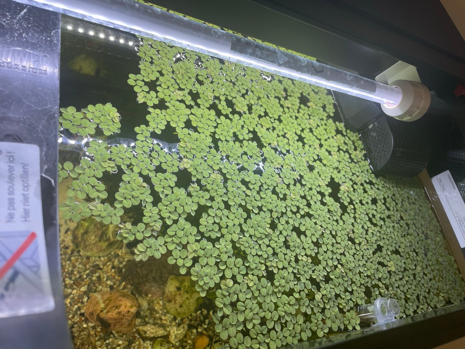 Drijfplanten Salvinia