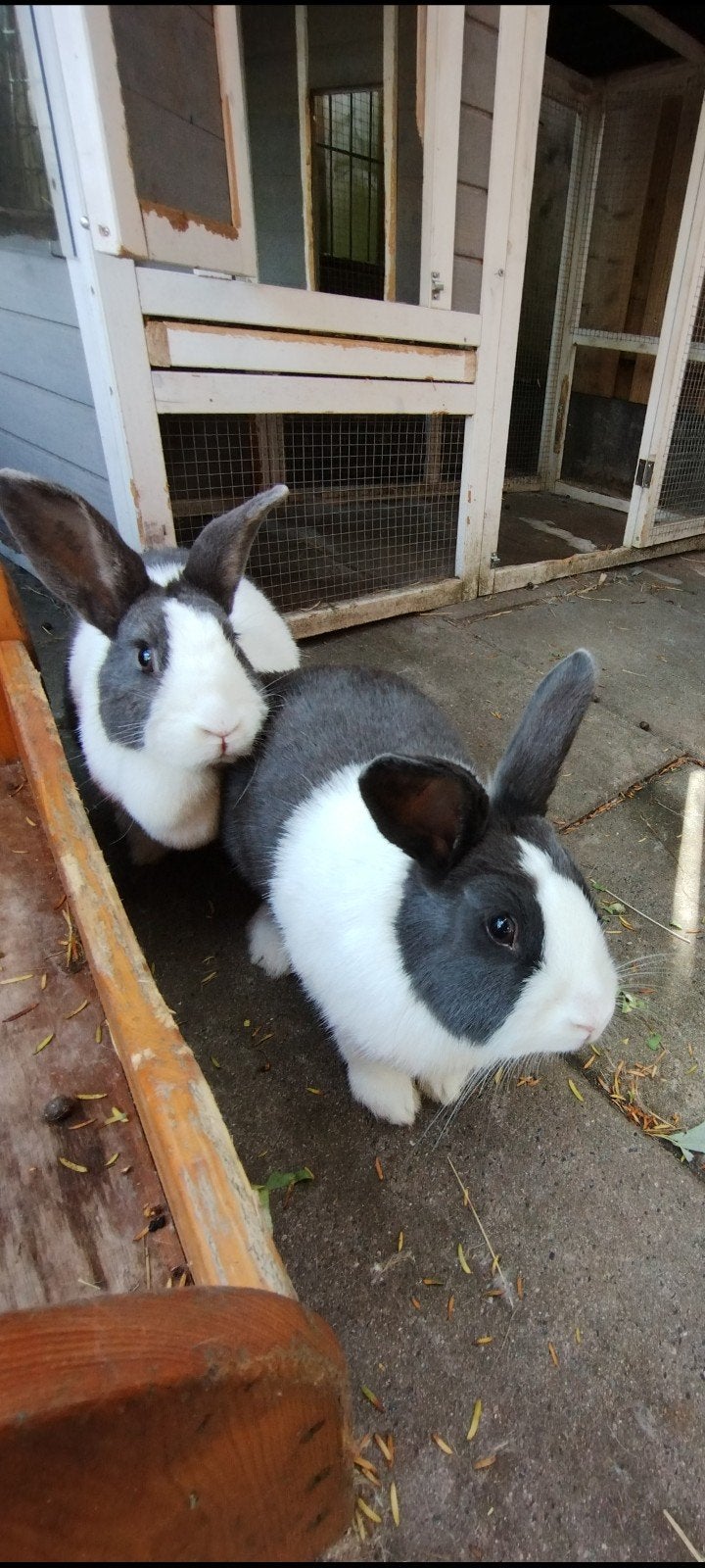 2 voedsters Hollanders, vrolijke konijnen, Dieren en Toebehoren, Konijnen, Vrouwelijk, Dwerg