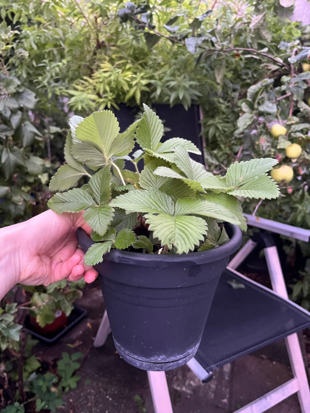 Bubblegum Aardbei Plant - Zoete en Geurige Vruchten, Tuin en Terras, Planten | Tuinplanten, Ophalen, Volle zon, Vaste plant, Zomer