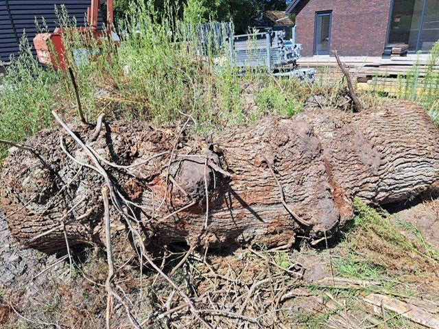 brandhout, Tuin en Terras, Haardhout, 3 tot 6 m³, Ophalen, Eikenhout, Stammen