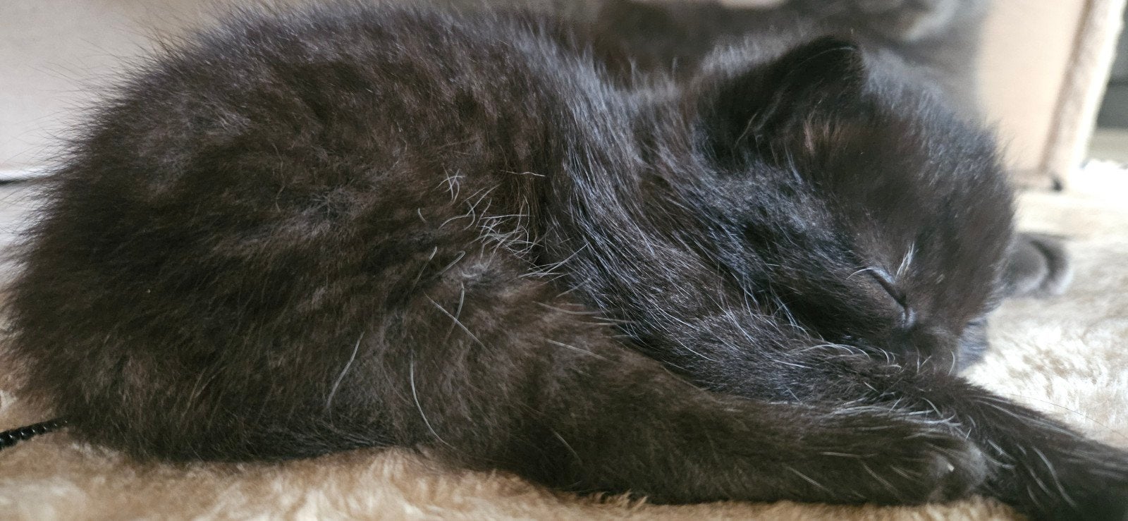 Zwarte kater kitten 25% Ragdoll, Dieren en Toebehoren, Kater, 0 tot 2 jaar