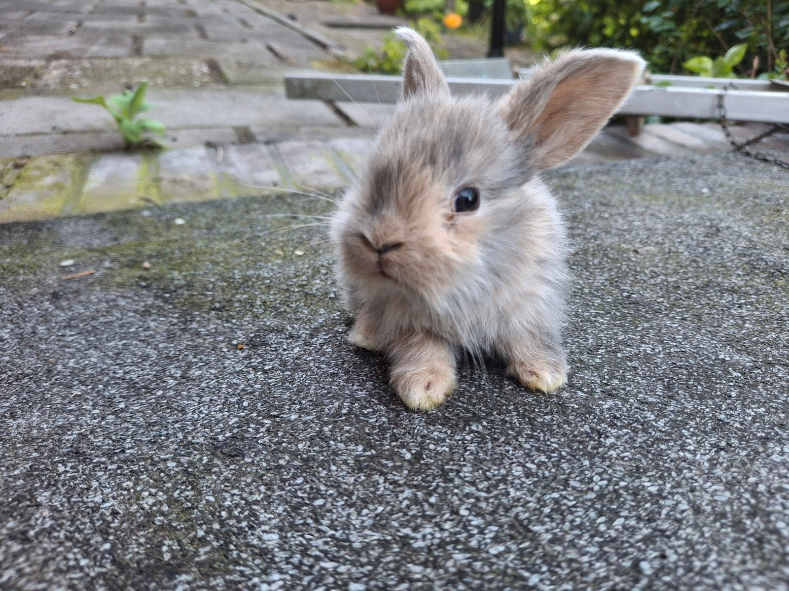5 super schattige Nederlandse dwerghangoor konijntjes, Dieren en Toebehoren, Konijnen, Meerdere dieren, Dwerg, Hangoor, 0 tot 2 jaar