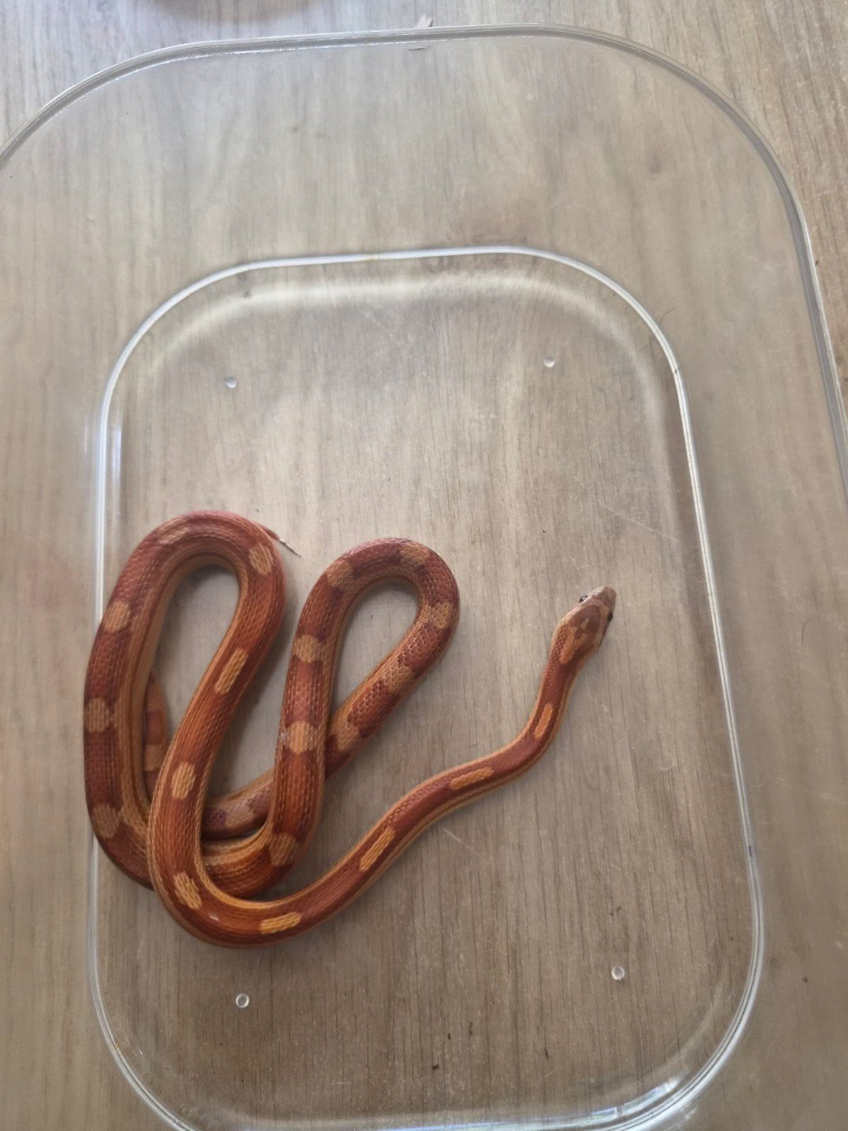Jonge tamme ratten slangen, Dieren en Toebehoren, Slang, Tam, 0 tot 2 jaar