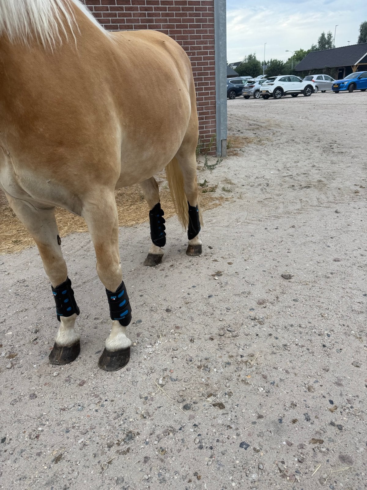 premier equine eventingboots / cross Zwart, Dieren en Toebehoren, Ophalen of Verzenden, Nieuw