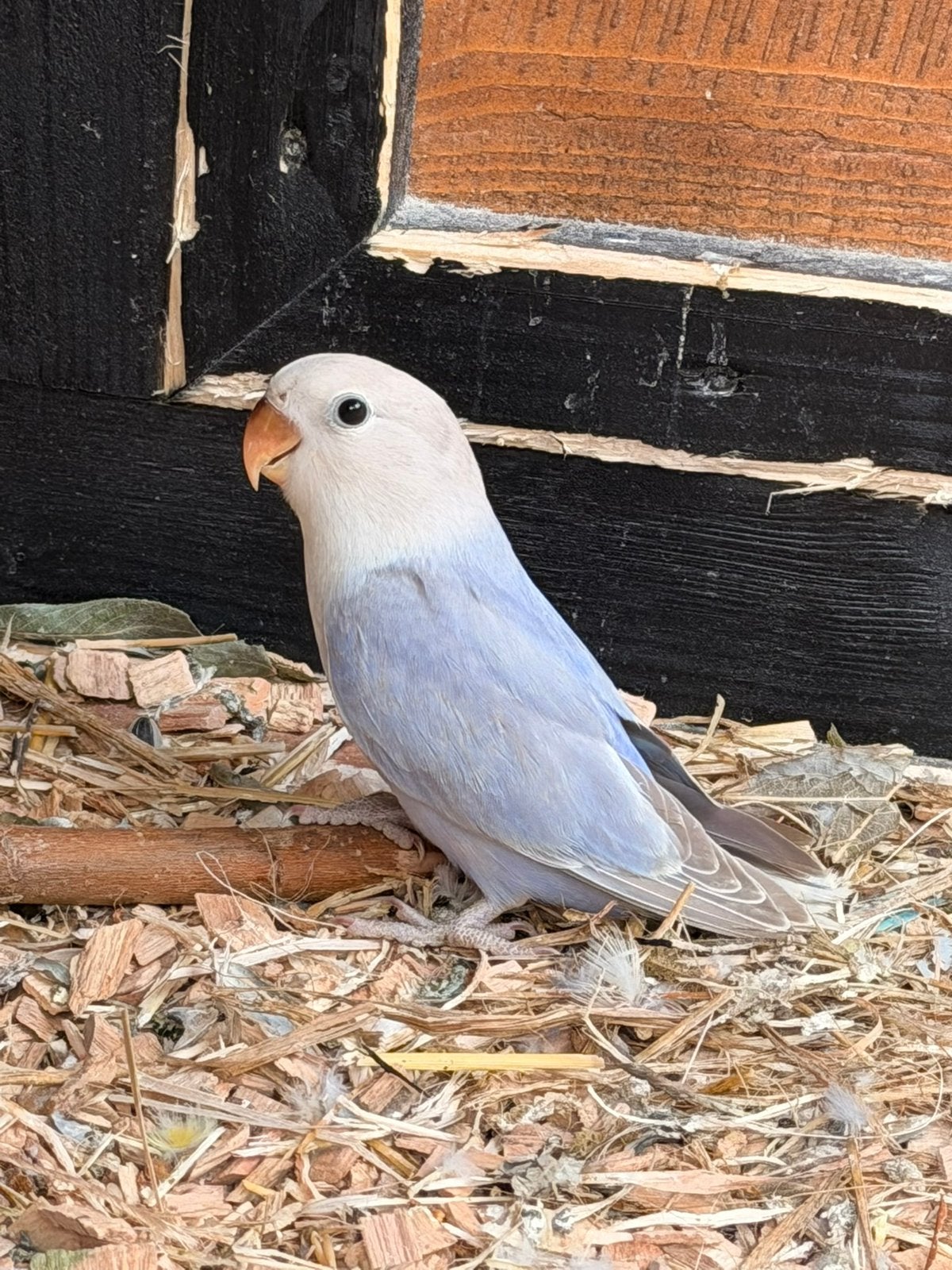 Lovebird roseicollis, Geslacht onbekend, Dwergpapegaai of Agapornis