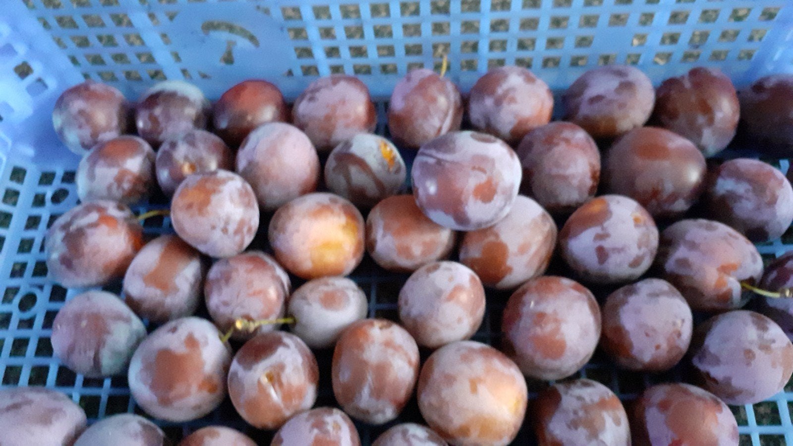 Lekkere Opal en Ontario pruimen., Ophalen