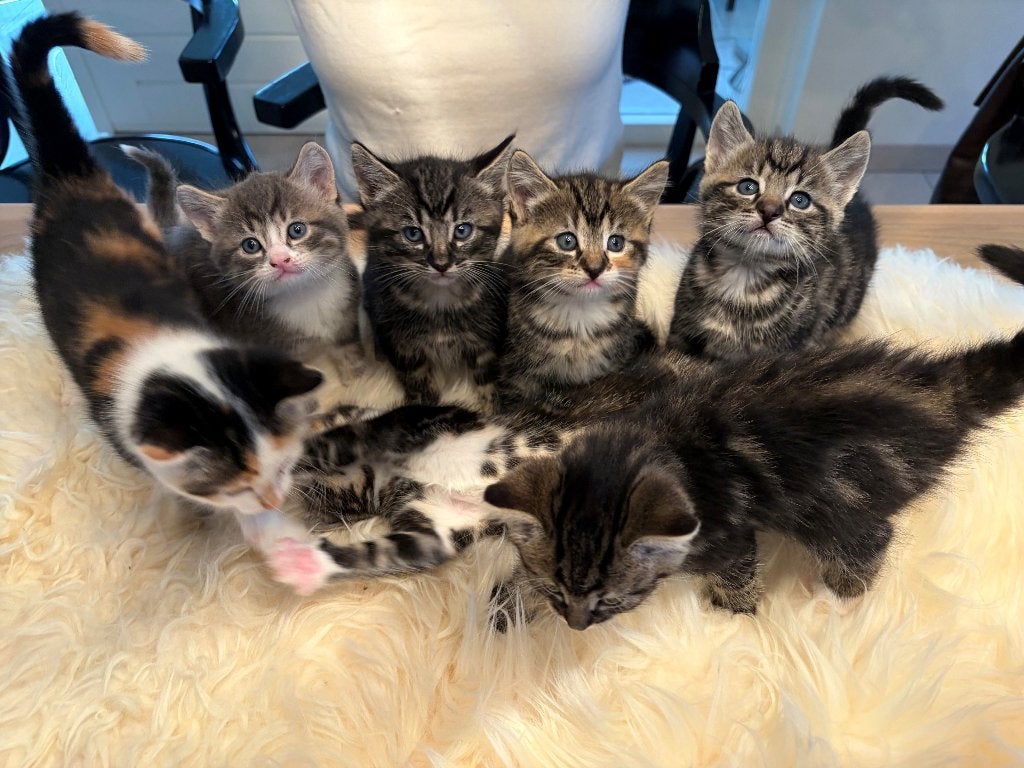 7 schattige kittens van lieve Europese korthaar moederpoes, Dieren en Toebehoren, Meerdere dieren, Ontwormd, 0 tot 2 jaar
