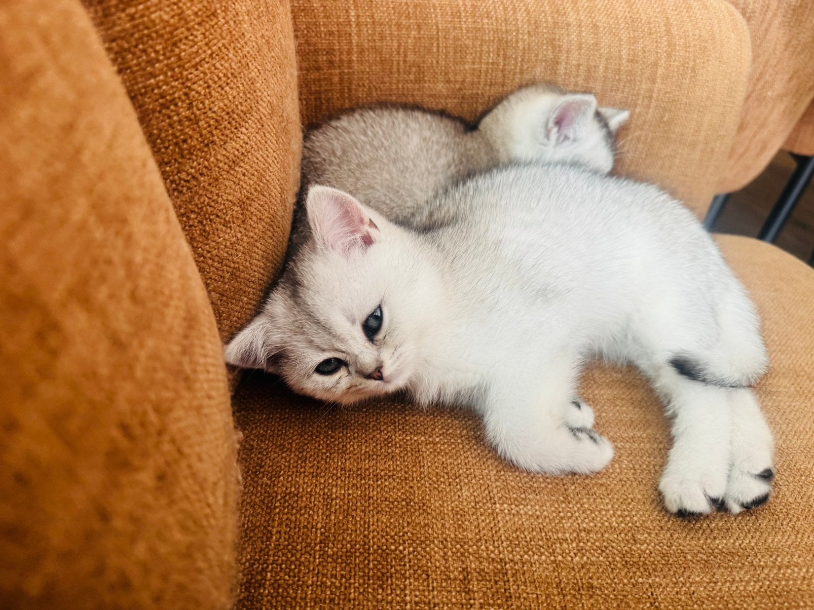 Britse korthaar kittens nog 2 beschikbaar, Dieren en Toebehoren, Katten en Kittens | Raskatten | Korthaar, Meerdere dieren, Gechipt
