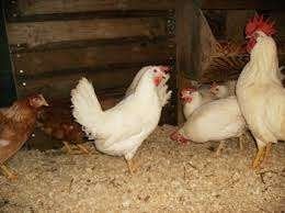 Witte Leghorn kippen., Vrouwelijk, Kip