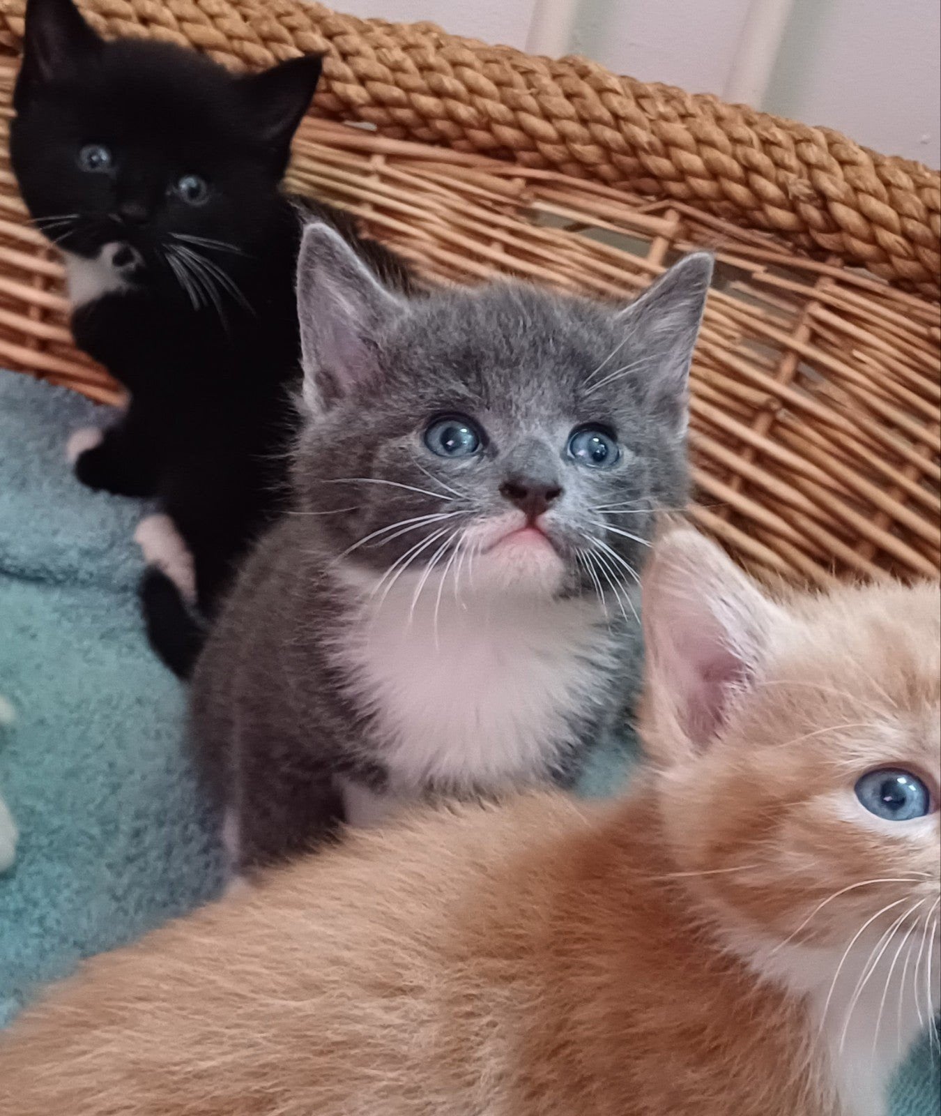 Gezellig stelletje half Britse korthaar boerderijkittens, Dieren en Toebehoren, Katten en Kittens | Overige Katten, Meerdere dieren
