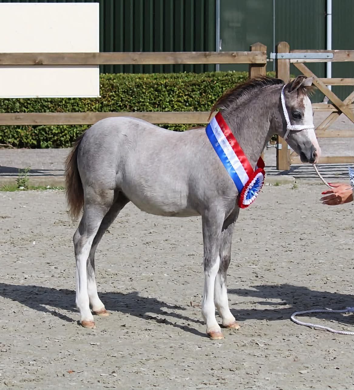 Drie klasse Welsh sectie A merrieveulens, Merrie, B pony (1.17m tot 1.27m), Met stamboom, 0 tot 2 jaar