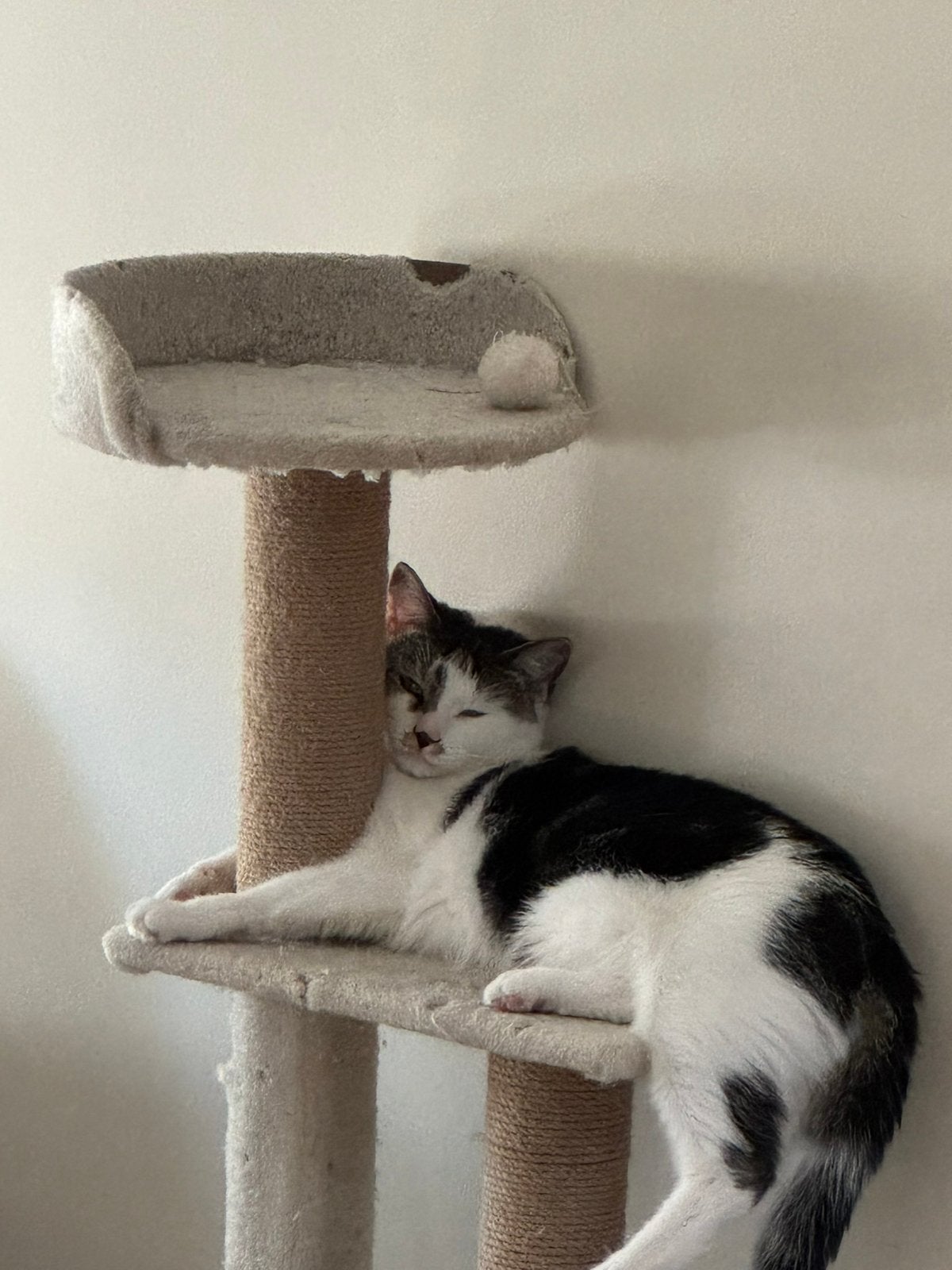 Kat, Kater, 0 tot 2 jaar