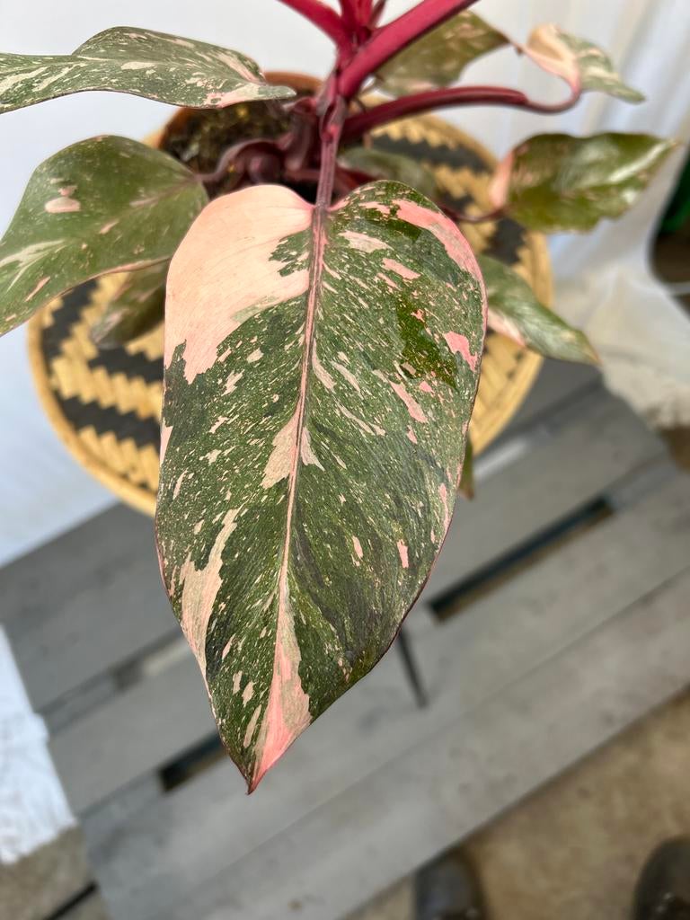 Philodendron Pink Princess Marble - 12cm pot, Ophalen of Verzenden