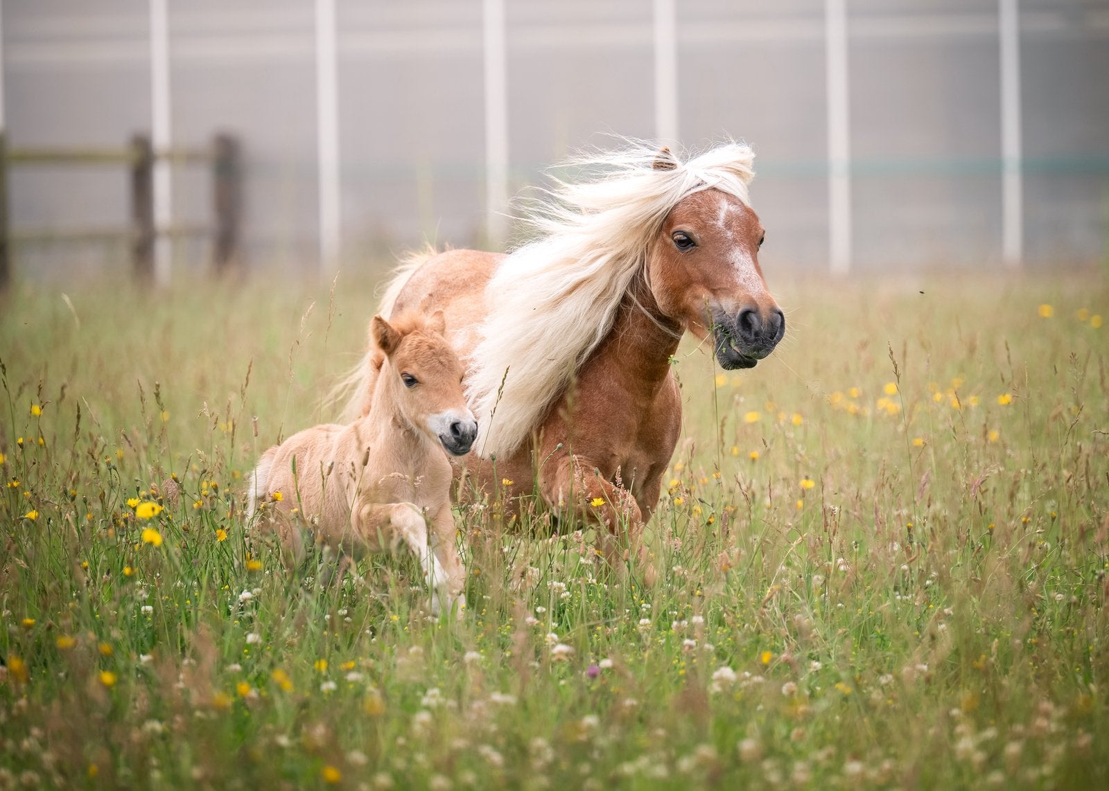 Prachtige shetlander men en of kinder pony klein mini 83 cm, Dieren en Toebehoren, Pony's, Niet van toepassing, A pony (tot 1.17m)