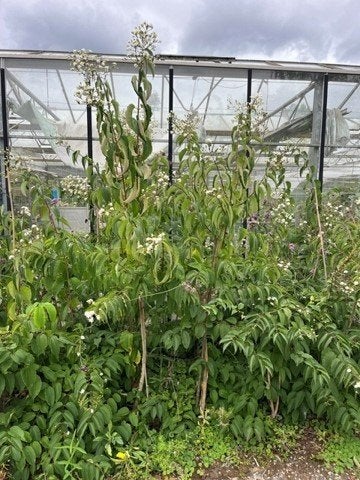 bomen en planten, Tuin en Terras, Ophalen, Herfst, Volle zon, Overige soorten