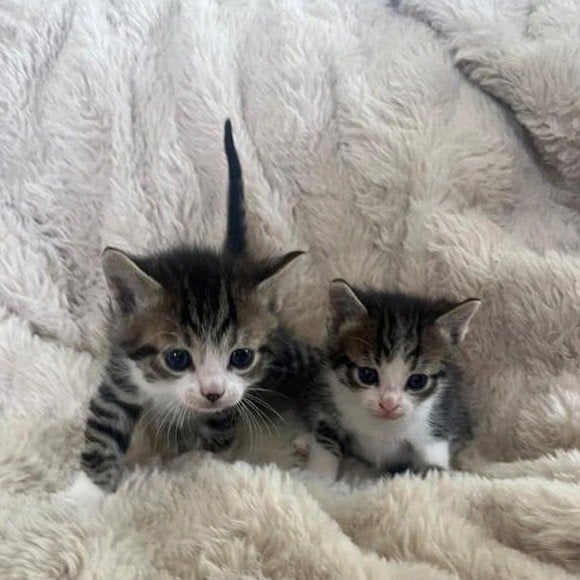 Te koop 2 hele mooie cyperse kittens, Dieren en Toebehoren, Katten en Kittens | Overige Katten, Meerdere dieren