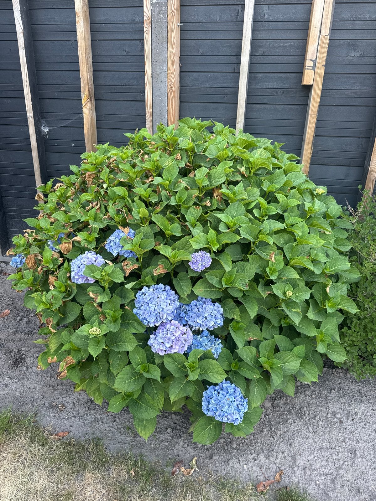 Prachtige Blauwe Hortensia - Grote Vaste Plant, Tuin en Terras, Vaste plant, Halfschaduw, Zomer, Ophalen