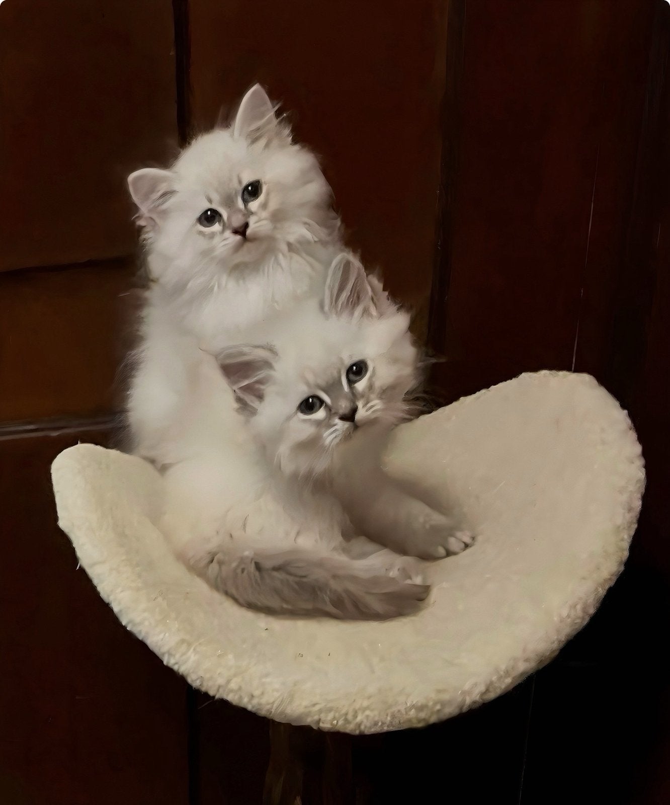 Prachtige raszuivere Neva Masquerade kittens met stamboom, Meerdere dieren, Met stamboom, 0 tot 2 jaar