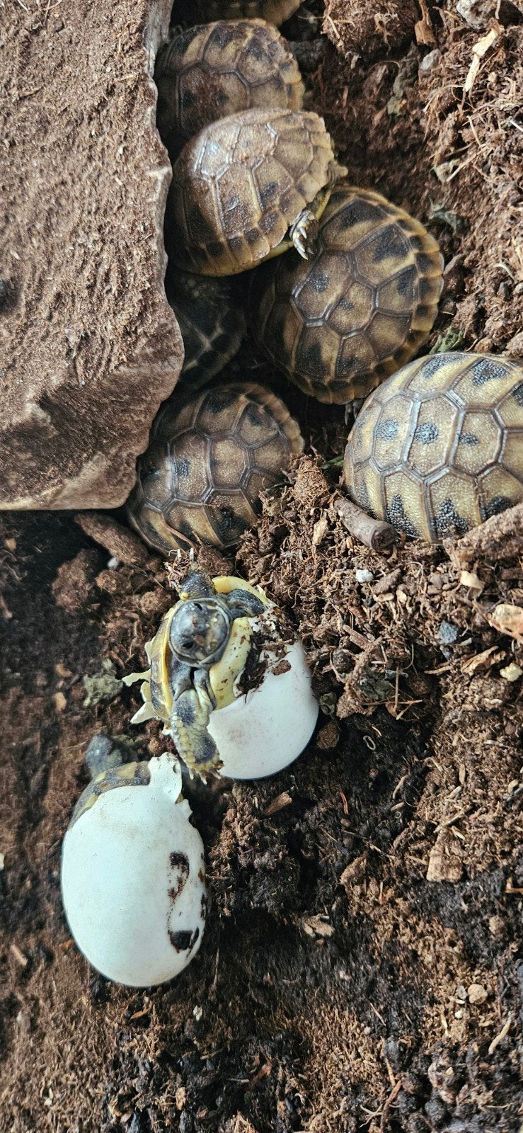 Tweetal lieve landschildpadden uit 2026 Tortoise photo 7