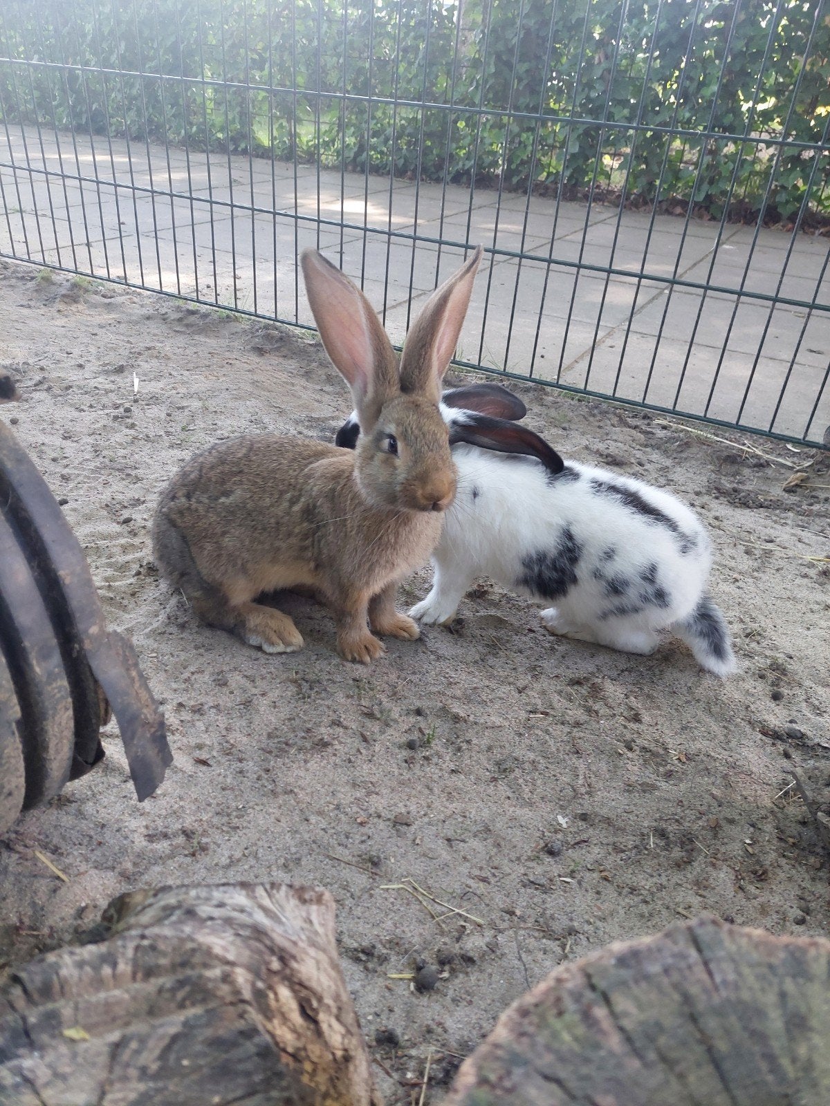 Mooie, jonge Vlaamse reus, Dieren en Toebehoren, Mannelijk, Groot, 0 tot 2 jaar