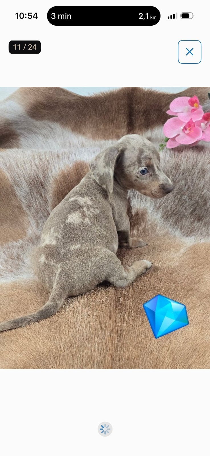 Dwerg Teckel Pup Isabella Merle met blauwe ogen, Dieren en Toebehoren, 8 tot 15 weken, Eén hond, Nederland, Particulier