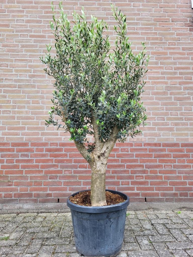 Dikke olijfbomen met zij armen !, Volle zon, Ophalen of Verzenden, 100 tot 250 cm, Olijfboom