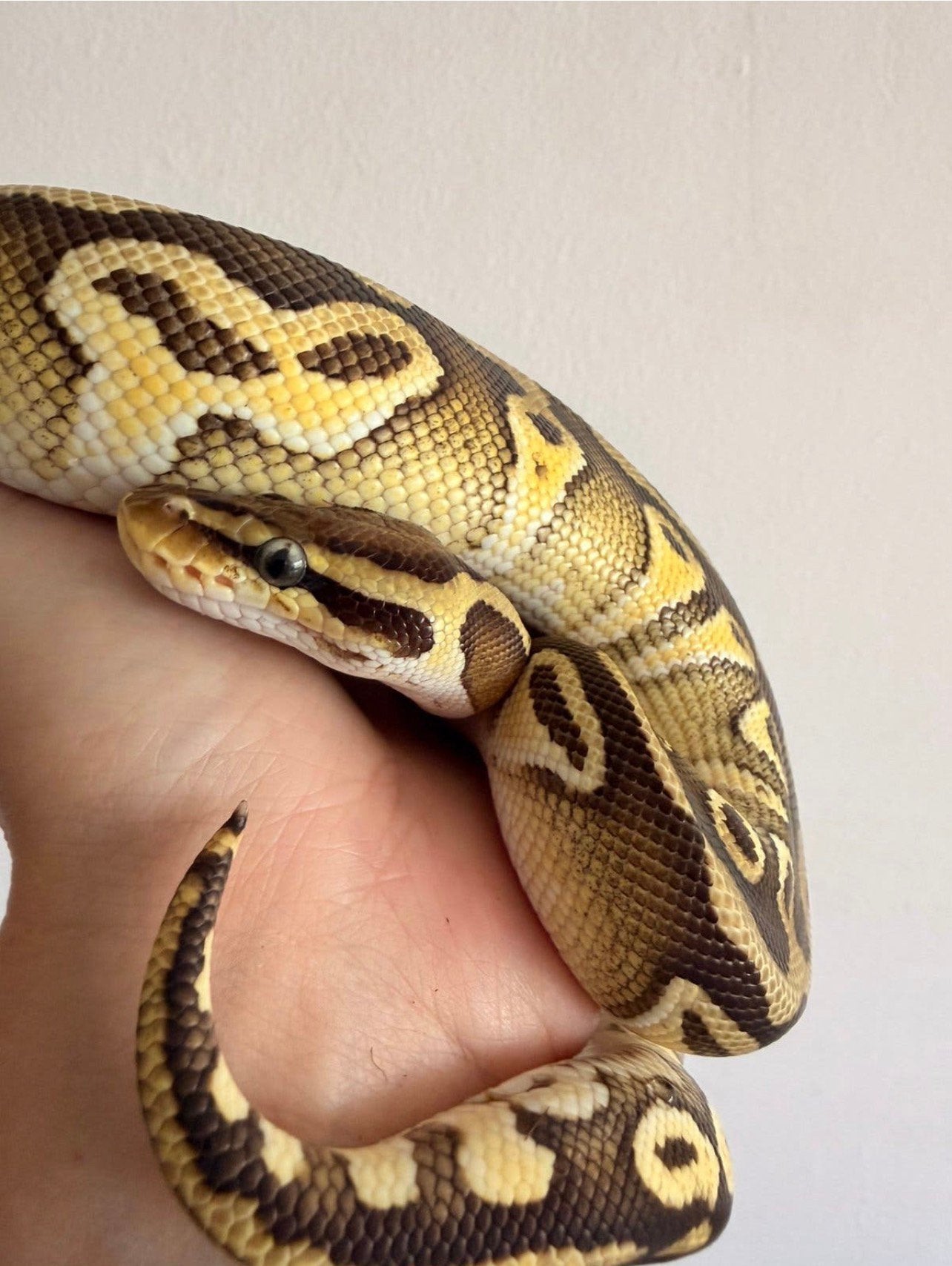 0.1 Python regius 9 ’25, Slang, Tam, 0 tot 2 jaar