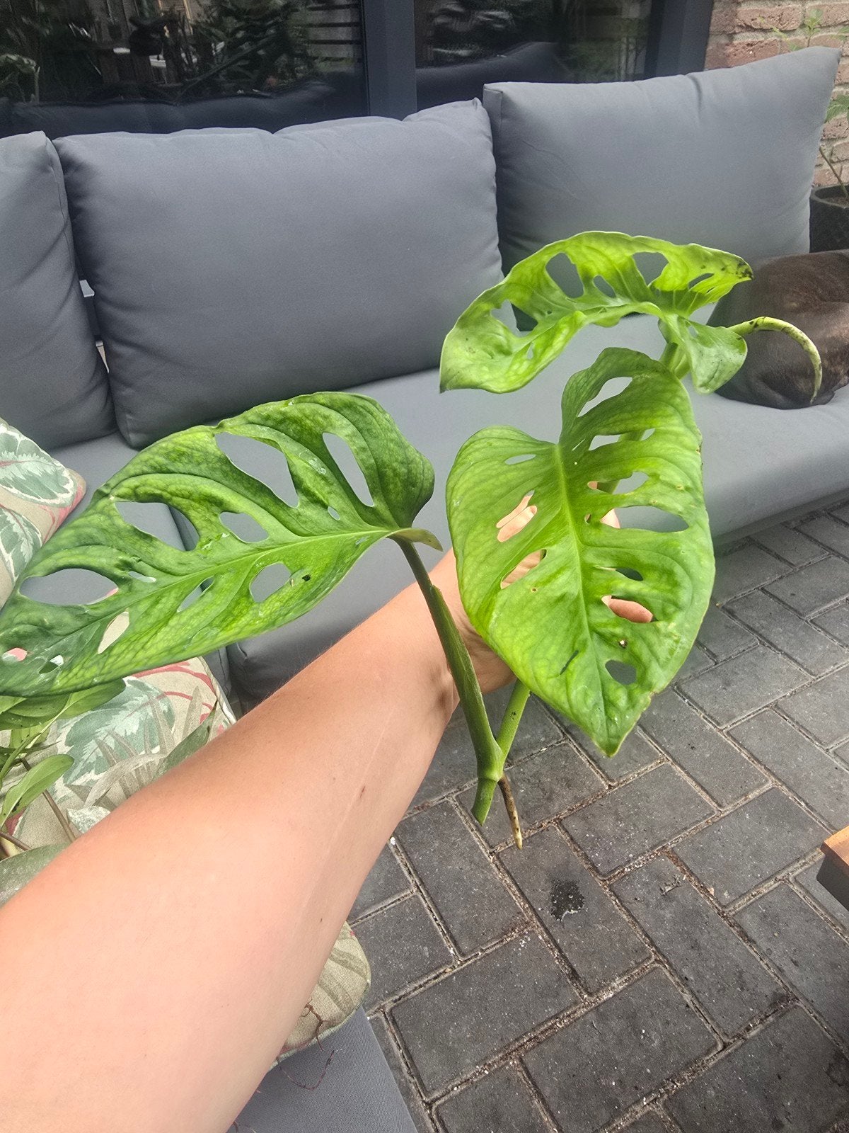 Monstera Adansonii stek, Ophalen, Halfschaduw, Minder dan 100 cm