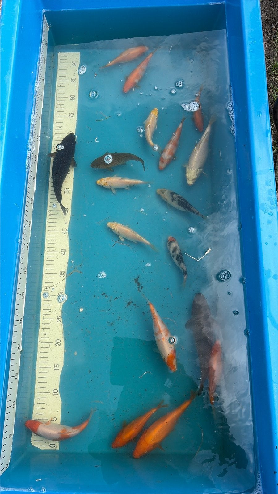 Mooie jonge koi, Dieren en Toebehoren, Vissen | Vijvervissen, Karper of Koi