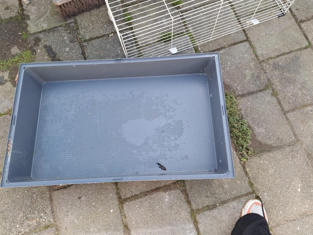 Konijnenkooi, Dieren en Toebehoren, Knaagdieren, Cavia, Mannelijk, Januari, Tam